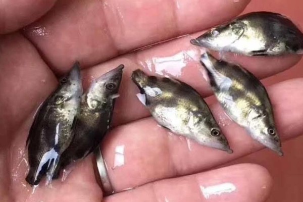 鳜鱼的养殖注意事项,一定要控制好放养密度