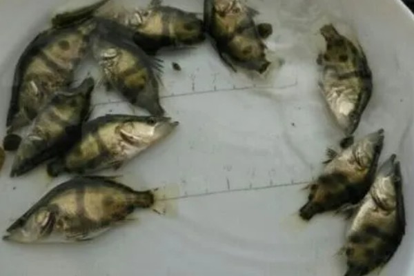 鳜鱼的养殖注意事项,一定要控制好放养密度