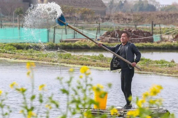 鳜鱼的养殖注意事项,一定要控制好放养密度