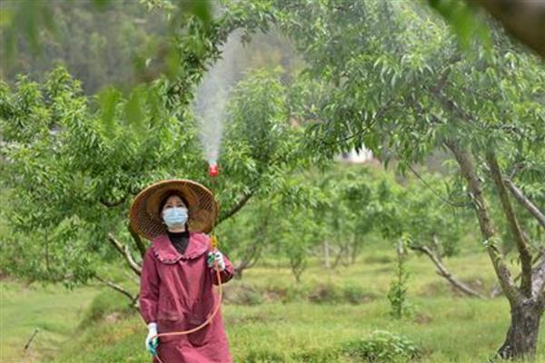 桃树红蜘蛛防治方法，早春刮树皮可以灭杀越冬成虫