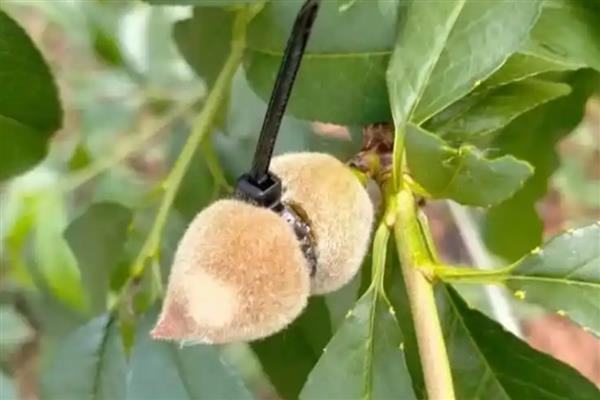 桃树红蜘蛛防治方法，早春刮树皮可以灭杀越冬成虫