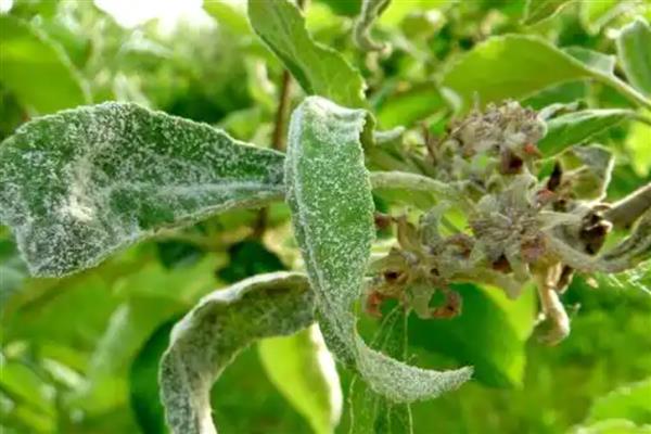 桃树红蜘蛛防治方法，早春刮树皮可以灭杀越冬成虫