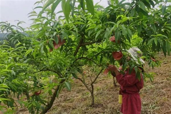 桃树红蜘蛛防治方法，早春刮树皮可以灭杀越冬成虫