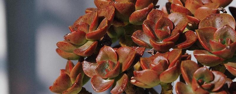 巧克力方砖的养殖方法，种植在松软的土壤上