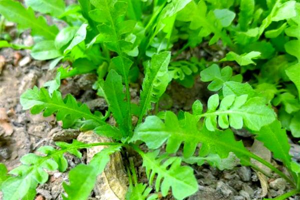 荠菜的种植方法，一般采用撒播的方法