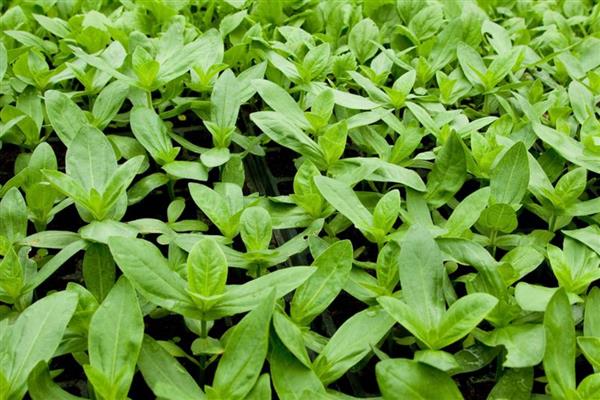 荠菜的种植方法，一般采用撒播的方法