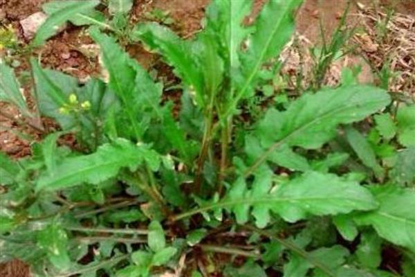 荠菜的种植方法，一般采用撒播的方法