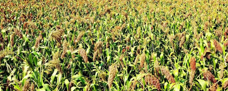 高粱种植前景分析，种植利润很高