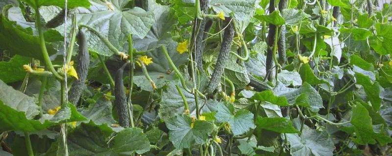 黄瓜施什么肥可以高产，可以施有机肥、叶面肥等