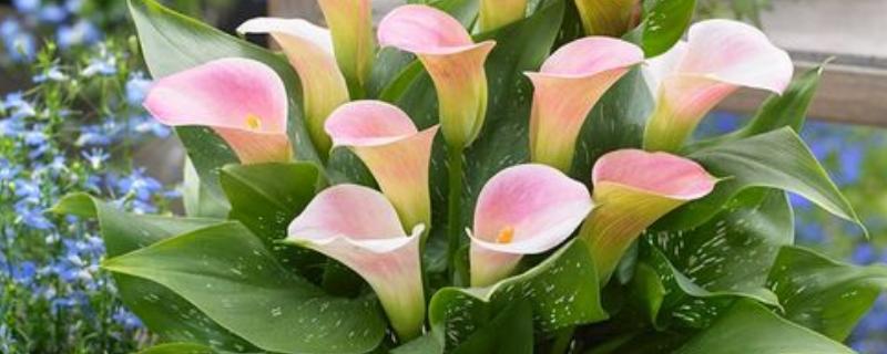 怎么养殖彩色马蹄莲，平时让土壤保持微湿