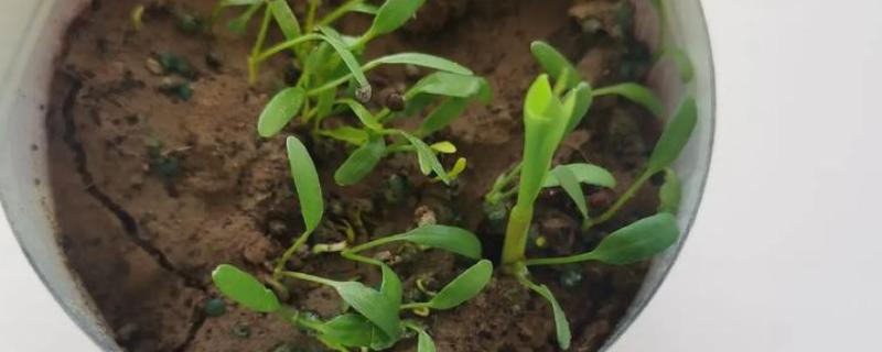 铜钱草结籽了如何处理,适合播种繁殖