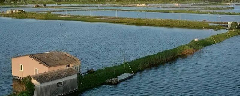 虾池虫子太多如何处理，需及时清除藻类