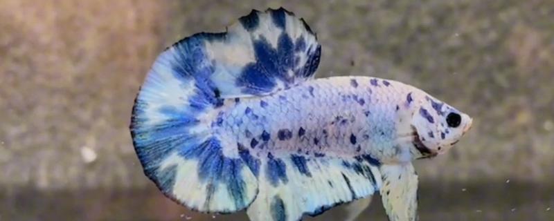 斗鱼的体型，长度一般为5厘米左右