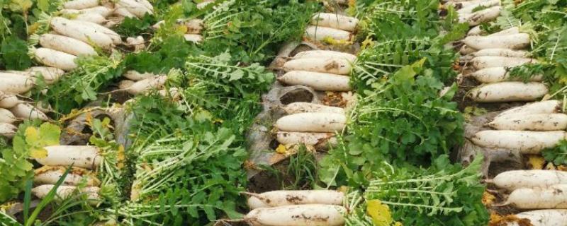 白萝卜黑心如何防治，土壤一定要犁翻晒白