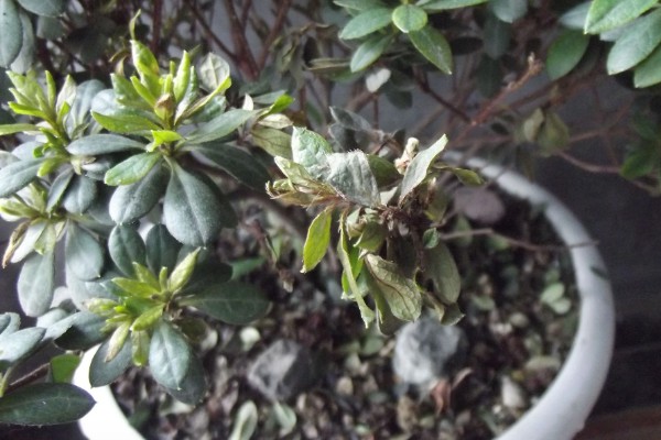 杜鹃花掉叶如何处理,土壤碱化可以使用硫酸亚铁