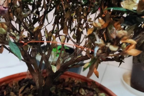 杜鹃花掉叶如何处理,土壤碱化可以使用硫酸亚铁