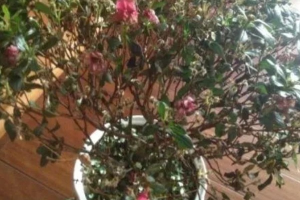 杜鹃花掉叶如何处理,土壤碱化可以使用硫酸亚铁