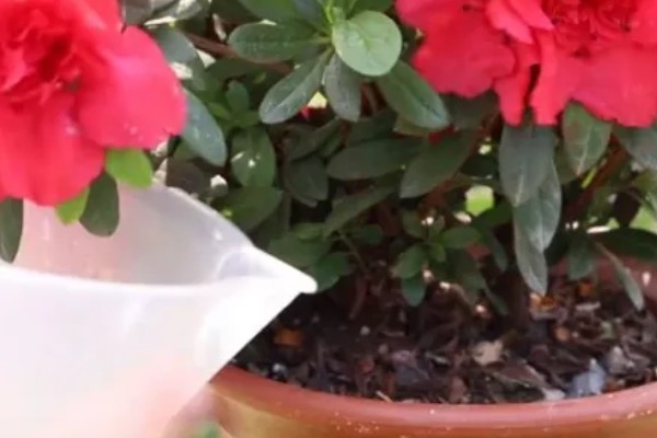 杜鹃花掉叶如何处理,土壤碱化可以使用硫酸亚铁