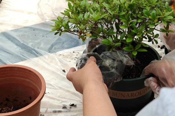 杜鹃花掉叶如何处理,土壤碱化可以使用硫酸亚铁