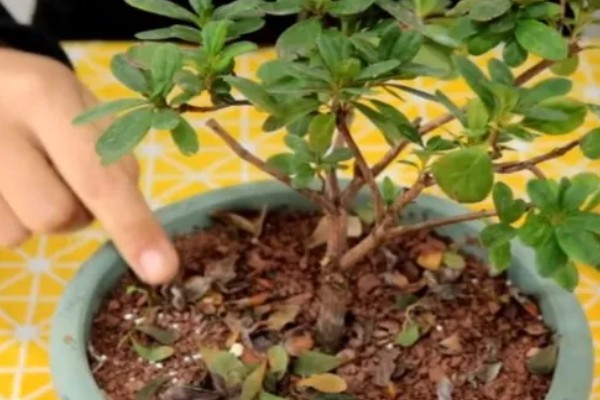杜鹃花掉叶如何处理,土壤碱化可以使用硫酸亚铁