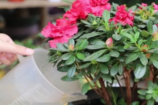 杜鹃花掉叶如何处理,土壤碱化可以使用硫酸亚铁