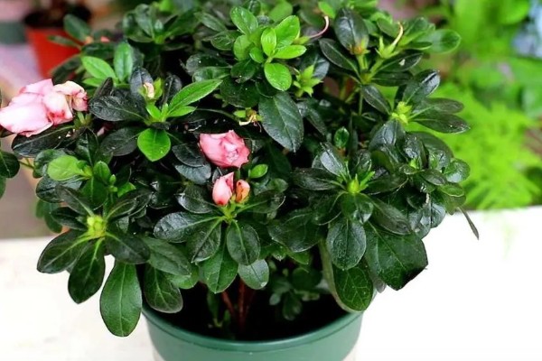 杜鹃花掉叶如何处理,土壤碱化可以使用硫酸亚铁