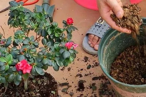 杜鹃花掉叶如何处理,土壤碱化可以使用硫酸亚铁