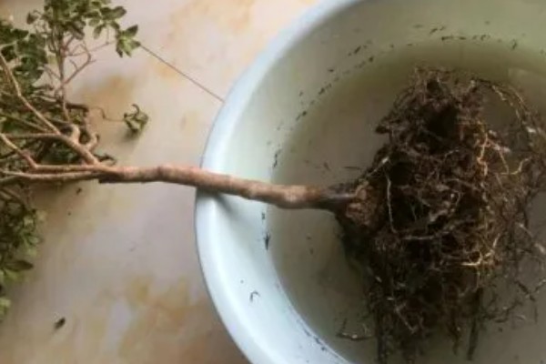 杜鹃花掉叶如何处理,土壤碱化可以使用硫酸亚铁