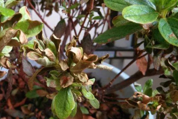 杜鹃花掉叶如何处理,土壤碱化可以使用硫酸亚铁