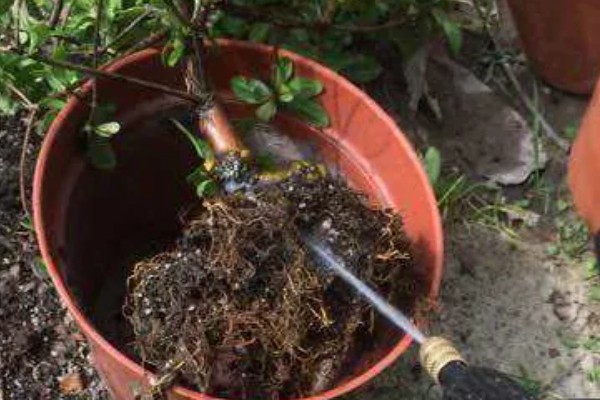 杜鹃花掉叶如何处理,土壤碱化可以使用硫酸亚铁