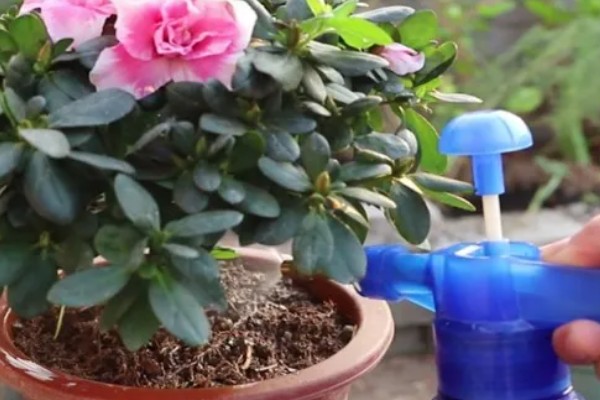 杜鹃花掉叶如何处理,土壤碱化可以使用硫酸亚铁