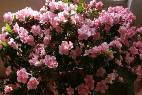 杜鹃花掉叶如何处理,土壤碱化可以使用硫酸亚铁