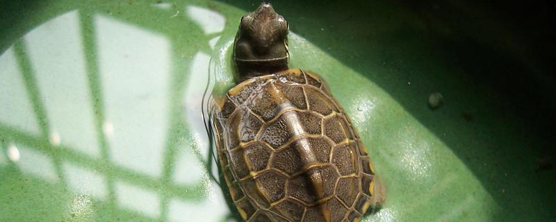 乌龟和海龟有何区别，生活环境、外形、食性都不同