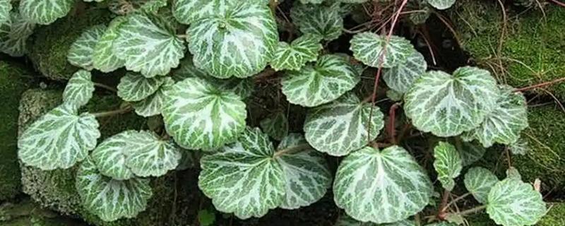 虎耳草有没有毒，误食会引起不良症状