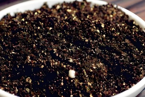 三角梅的播种方法,浸种消毒晾干后再撒播