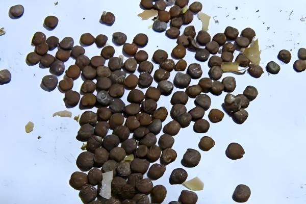 三角梅的播种方法,浸种消毒晾干后再撒播