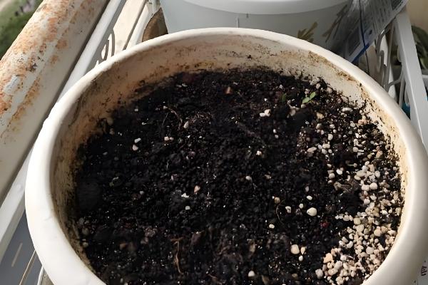 三角梅的播种方法,浸种消毒晾干后再撒播