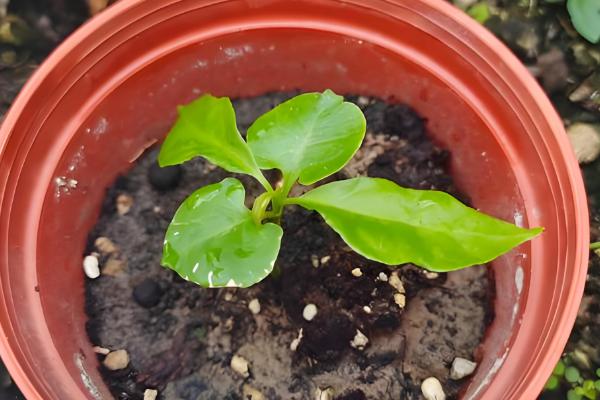 三角梅的播种方法,浸种消毒晾干后再撒播