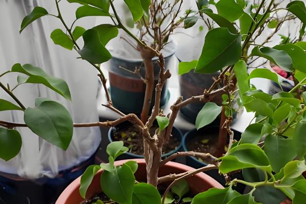 三角梅的播种方法,浸种消毒晾干后再撒播