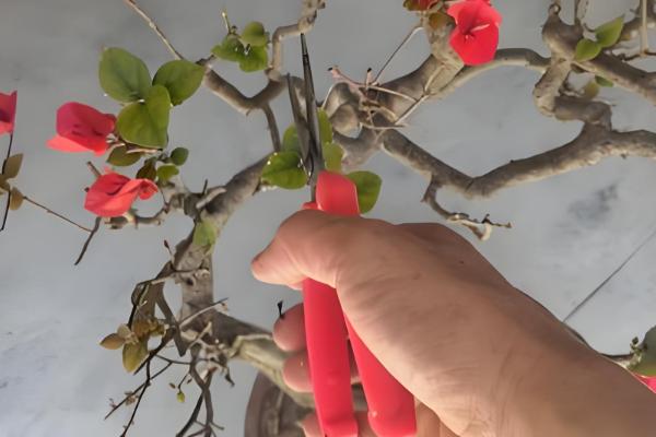 三角梅的播种方法,浸种消毒晾干后再撒播