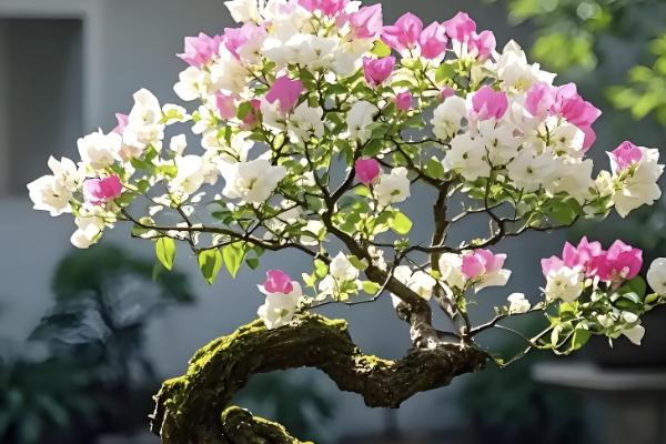 三角梅的播种方法,浸种消毒晾干后再撒播