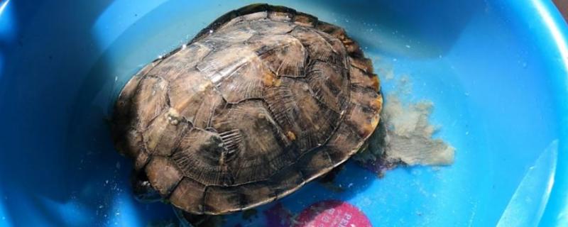 乌龟壳脱皮能不能用手撕，容易对新生的皮肤造成伤害