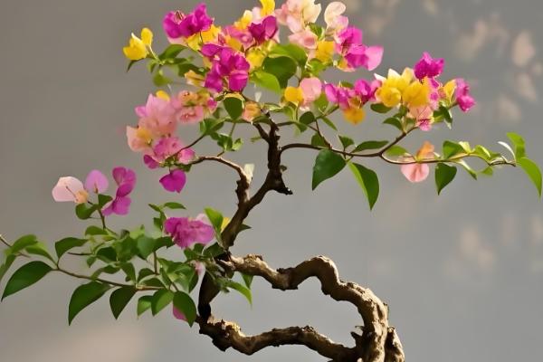 三角梅的播种方法,浸种消毒晾干后再撒播