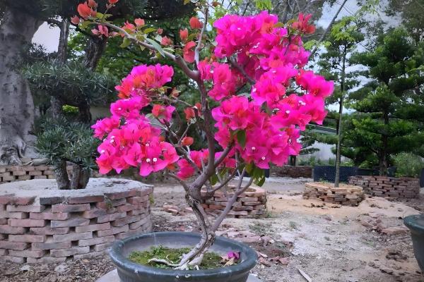 三角梅的播种方法,浸种消毒晾干后再撒播