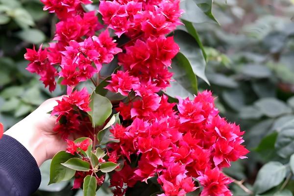 三角梅的播种方法,浸种消毒晾干后再撒播