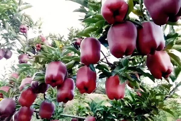 中国优质苹果产地，有甘肃天水、新疆阿克苏等