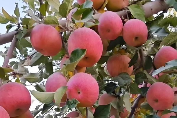 中国优质苹果产地，有甘肃天水、新疆阿克苏等