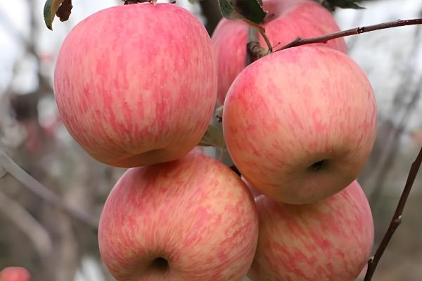 中国优质苹果产地，有甘肃天水、新疆阿克苏等