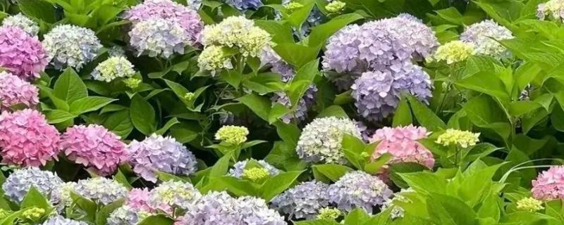 无尽夏不开花是什么原因，可能是光照不足所致