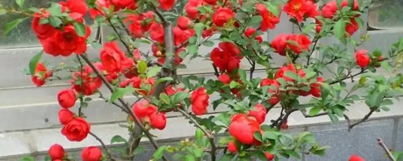 日本海棠的养殖方法，要置于采光好的地方养护